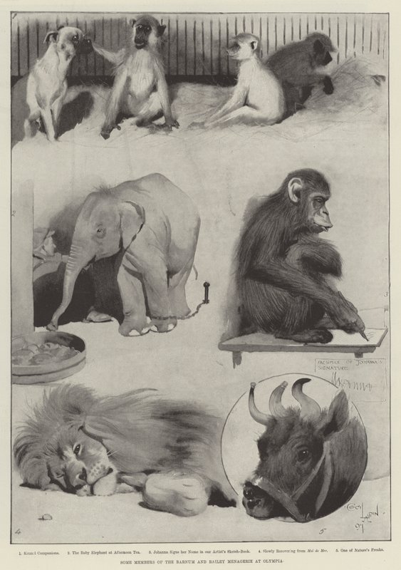 Noen medlemmer av Barnum og Bailey Menagerie på Olympia av Cecil Charles Windsor Aldin