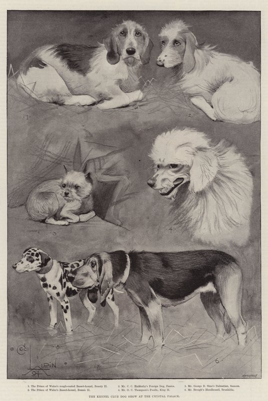 Kennelklubbens hundeutstilling på Crystal Palace av Cecil Charles Windsor Aldin