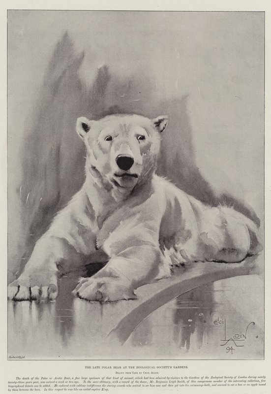 Den sene isbjørnen ved Zoologisk Forenings hager av Cecil Charles Windsor Aldin