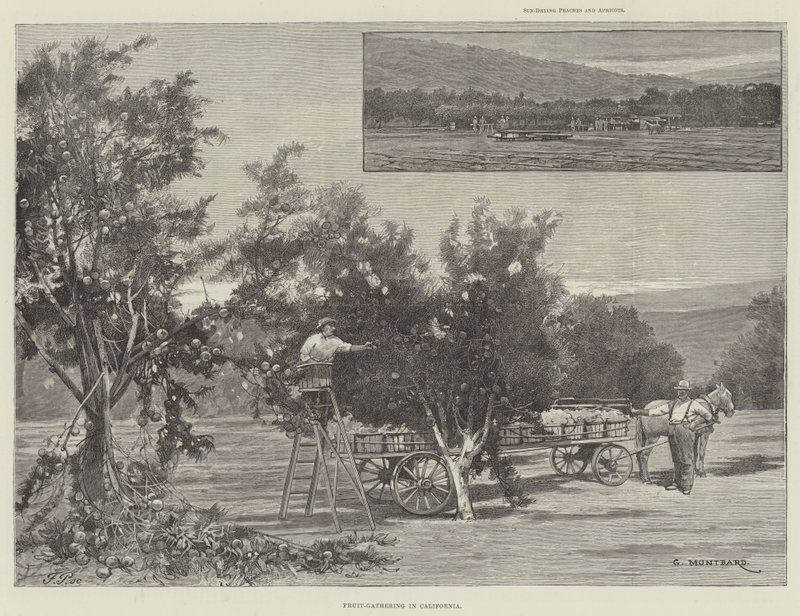Fruktsamling i California av Charles Auguste Loye