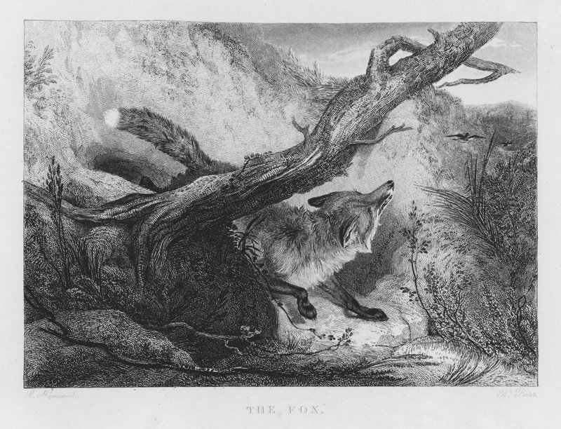 The Fox (gravering) av Charles (after) Hancock