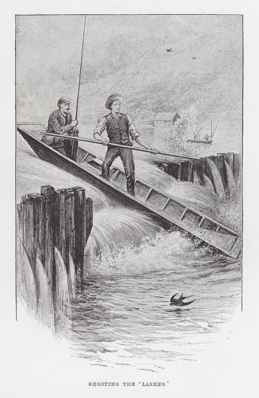 Fiske: Skyting av 'Lasher' (litho) av Charles (after) Whymper