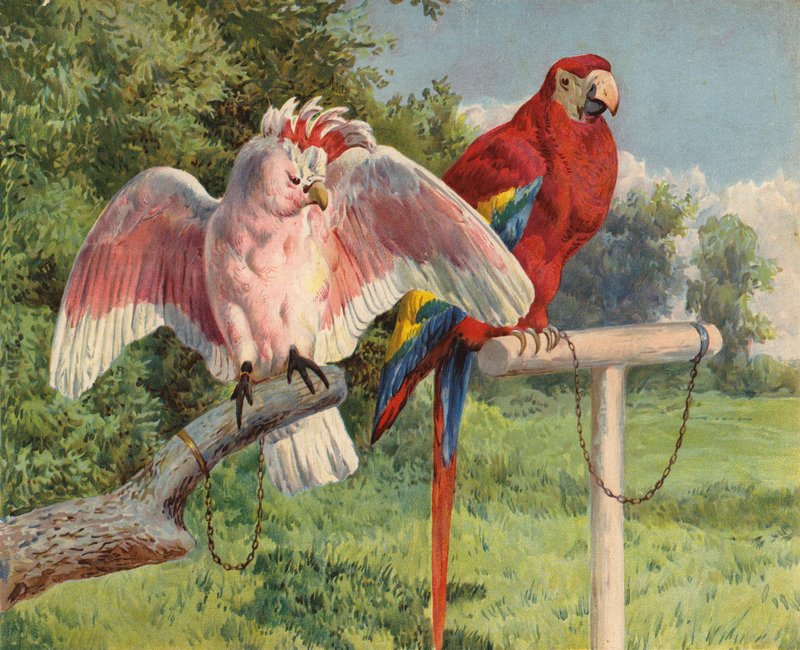 Kakadu og ara (chromolitho) av Charles Collins