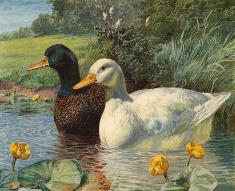 Ender (chromolitho) av Charles Collins