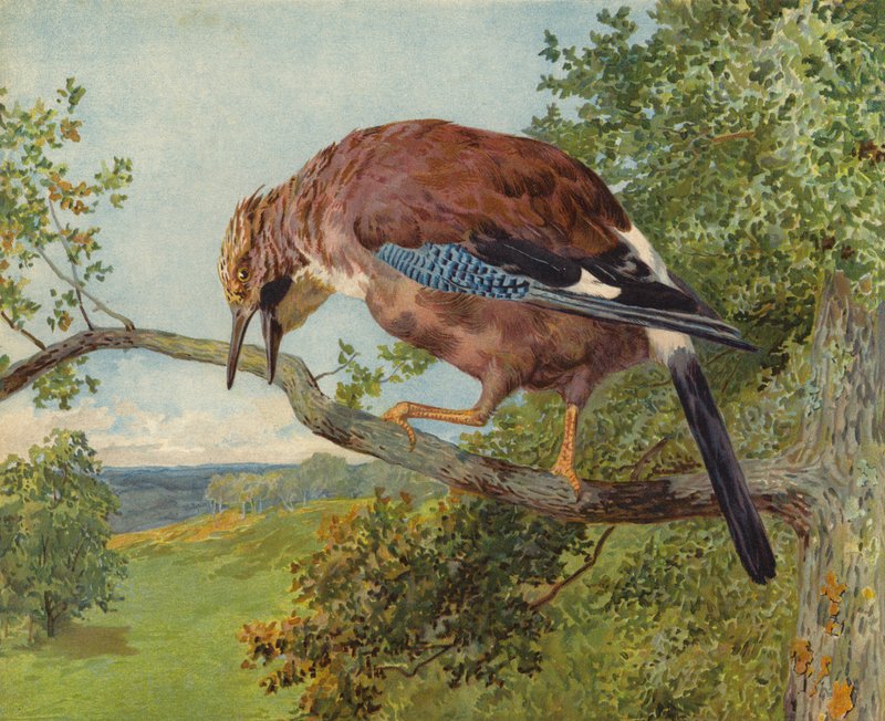 Eurasian Jay (chromolitho) av Charles Collins