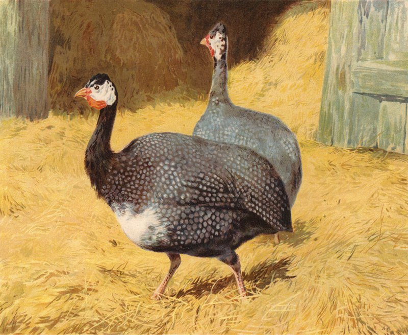 Perlehøne (chromolitho) av Charles Collins