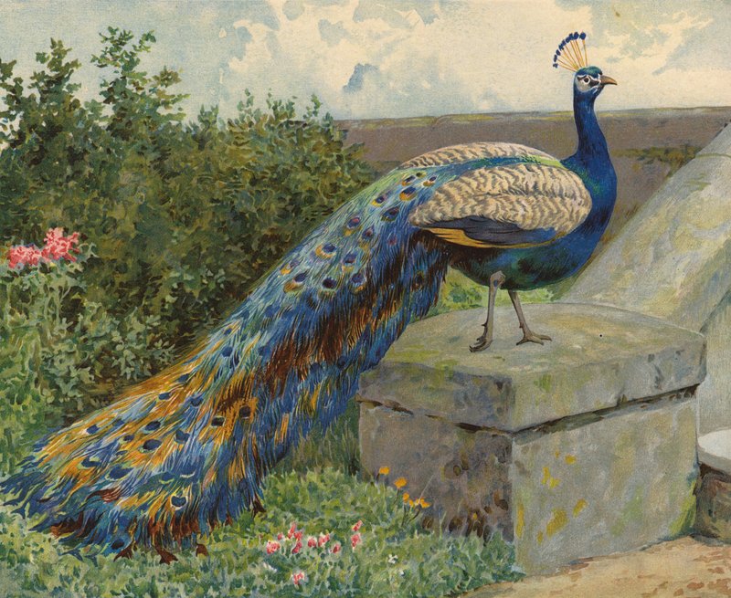 Påfugl (chromolitho) av Charles Collins
