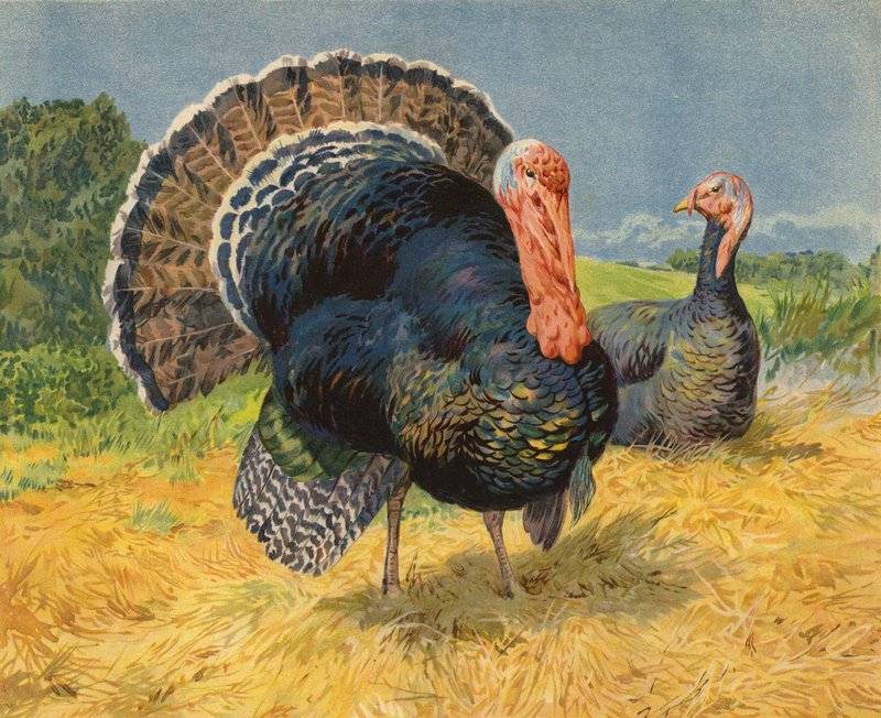 Kalkuner (chromolitho) av Charles Collins