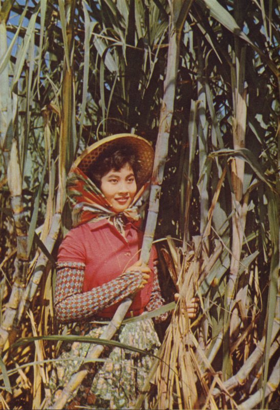 Taiwan: Rørsukker av Chinese Photographer