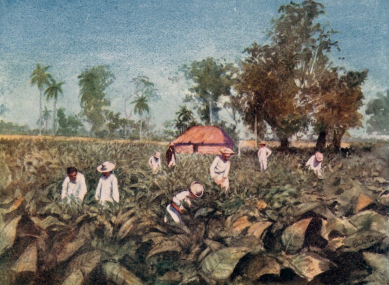 Tobakkplantasje, Cuba (farge litho) av Claude Pratt
