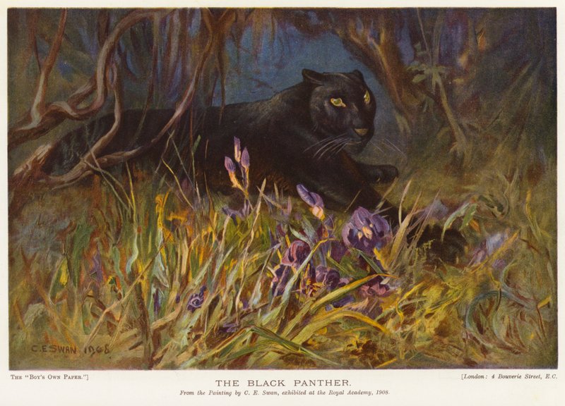 The Black Panther (farge litho) av Cuthbert Edmund Swan