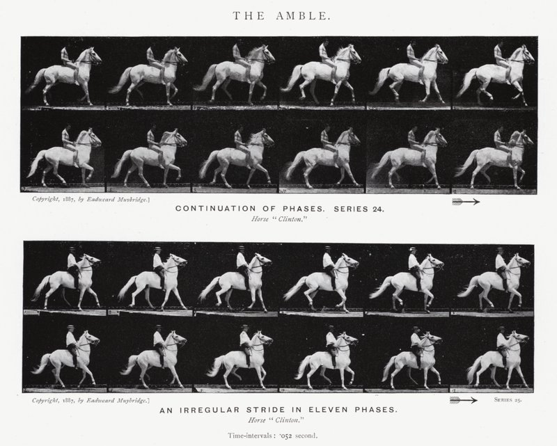 Eadweard Muybridge: The Amble (s/hvitt-bilde) av Eadweard Muybridge