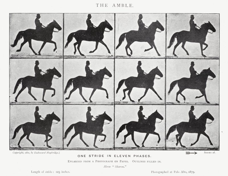 Eadweard Muybridge: The Amble (s/hvitt-bilde) av Eadweard Muybridge