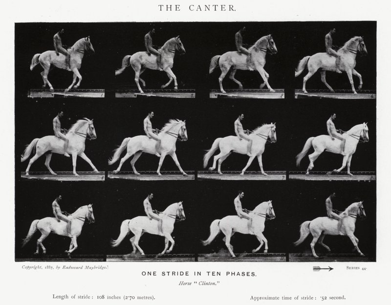 Eadweard Muybridge: The Canter (s/hvitt-bilde) av Eadweard Muybridge