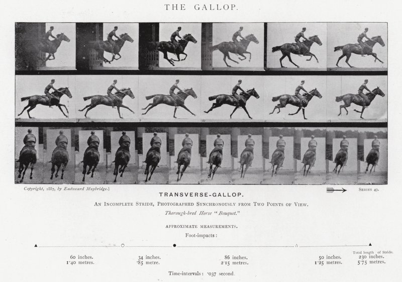 Eadweard Muybridge: The Gallop (s/hvitt-bilde) av Eadweard Muybridge