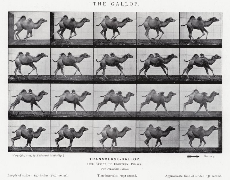 Eadweard Muybridge: The Gallop (s/hvitt-bilde) av Eadweard Muybridge