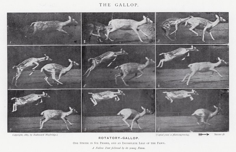 Eadweard Muybridge: The Gallop (s/hvitt-bilde) av Eadweard Muybridge