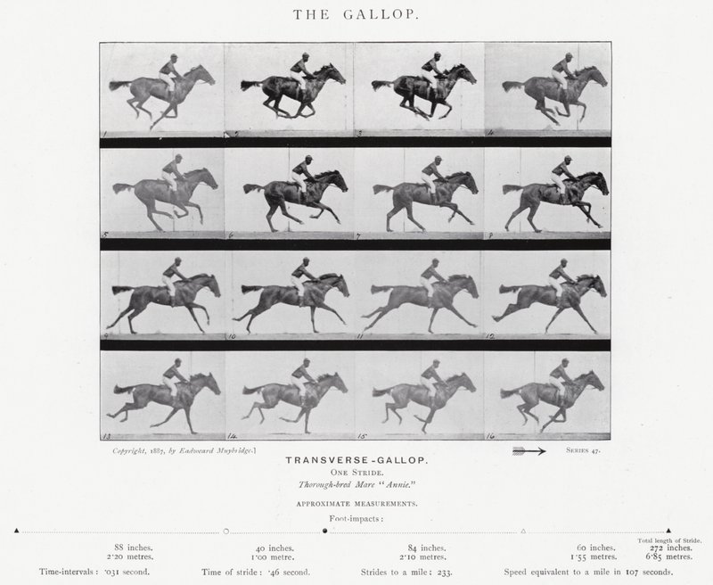 Eadweard Muybridge: The Gallop (s/hvitt-bilde) av Eadweard Muybridge