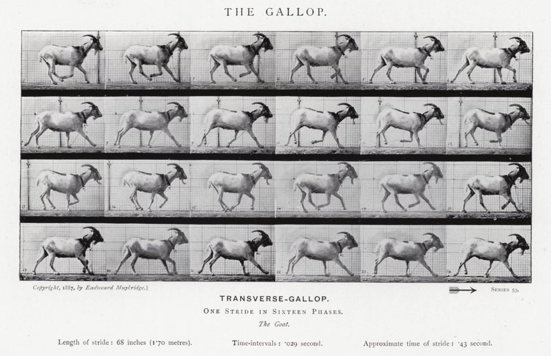 Eadweard Muybridge: The Gallop (s/hvitt-bilde) av Eadweard Muybridge