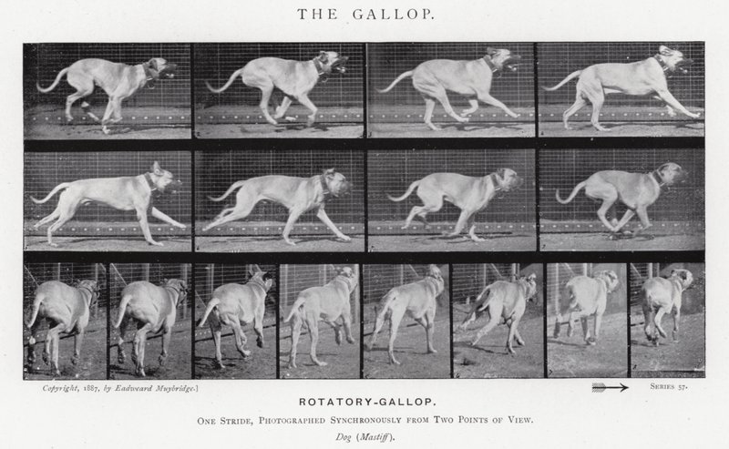 Eadweard Muybridge: The Gallop (s/hvitt-bilde) av Eadweard Muybridge