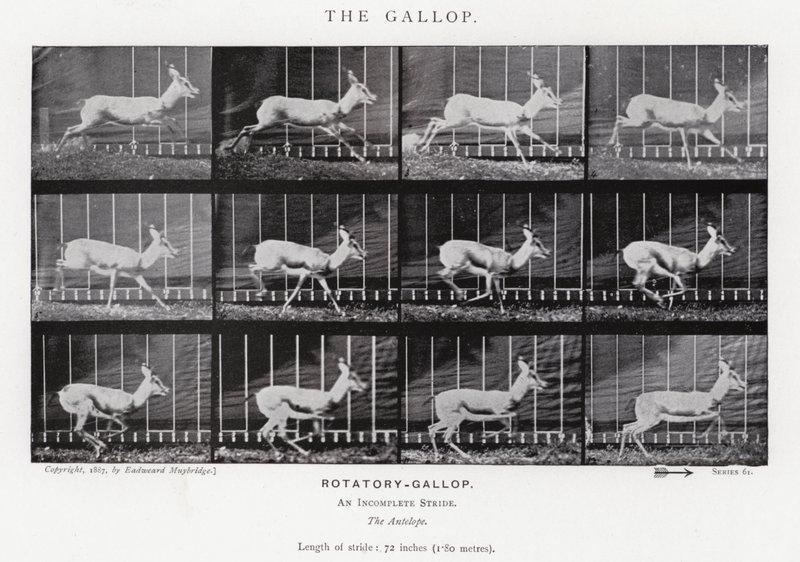 Eadweard Muybridge: The Gallop (s/hvitt-bilde) av Eadweard Muybridge