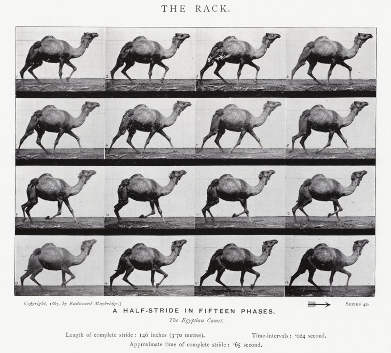 Eadweard Muybridge: The Rack (s/hvitt-bilde) av Eadweard Muybridge