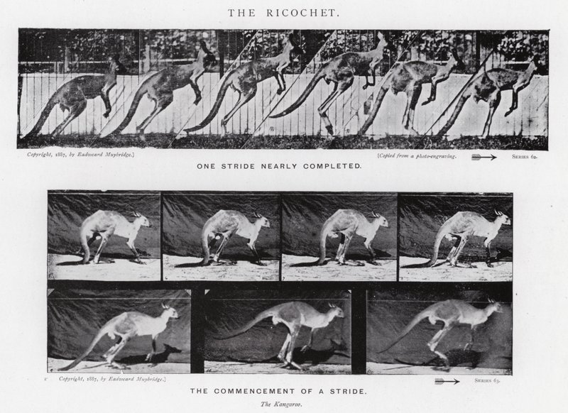 Eadweard Muybridge: The Ricochet (s/hvitt-bilde) av Eadweard Muybridge