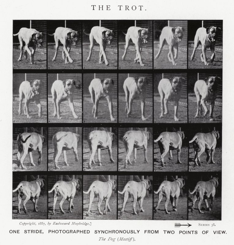 Eadweard Muybridge: The Trot (s/hvitt-bilde) av Eadweard Muybridge
