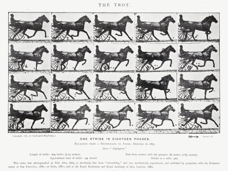 Eadweard Muybridge: The Trot (s/hvitt-bilde) av Eadweard Muybridge