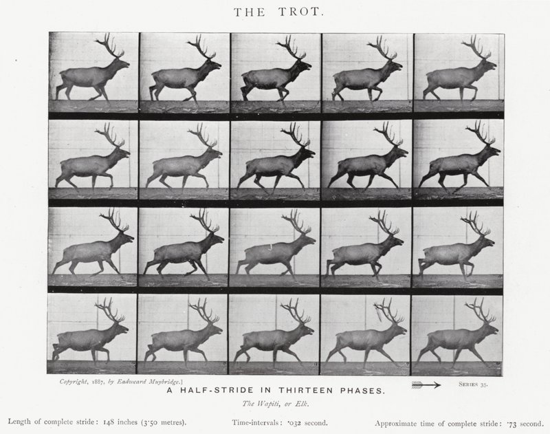 Eadweard Muybridge: The Trot (s/hvitt-bilde) av Eadweard Muybridge