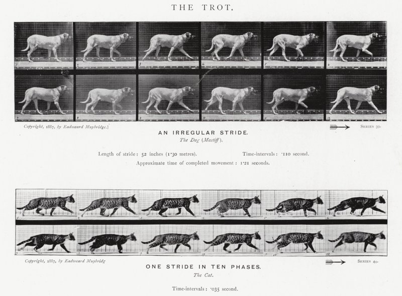 Eadweard Muybridge: The Trot (s/hvitt-bilde) av Eadweard Muybridge