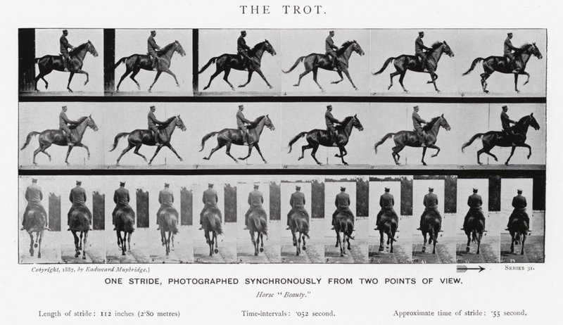 Eadweard Muybridge: The Trot (s/hvitt-bilde) av Eadweard Muybridge