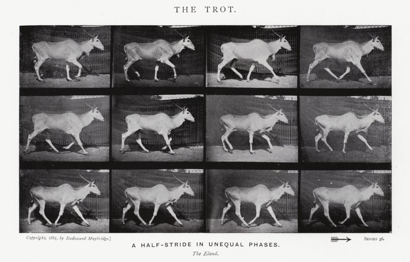 Eadweard Muybridge: The Trot (s/hvitt-bilde) av Eadweard Muybridge