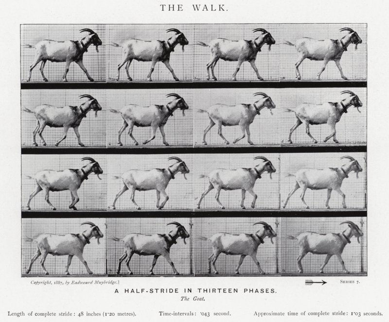 Eadweard Muybridge: The Walk (s/hvitt bilde) av Eadweard Muybridge