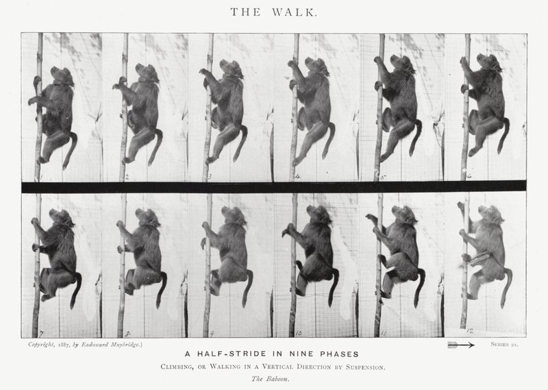 Eadweard Muybridge: The Walk (s/hvitt bilde) av Eadweard Muybridge