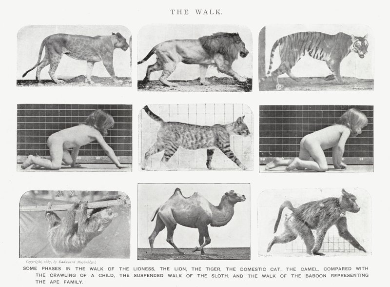 Eadweard Muybridge: The Walk (s/hvitt bilde) av Eadweard Muybridge