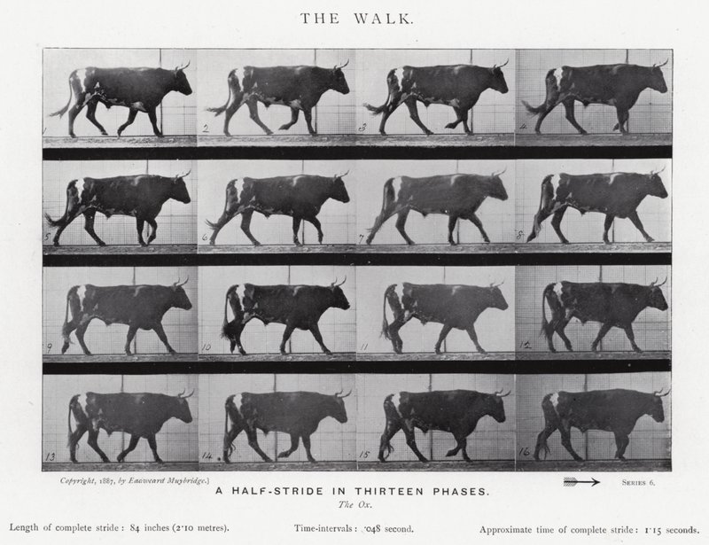 Eadweard Muybridge: The Walk (s/hvitt-bilde) av Eadweard Muybridge