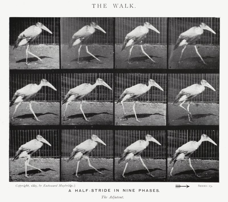 Eadweard Muybridge: The Walk (s/hvitt-bilde) av Eadweard Muybridge