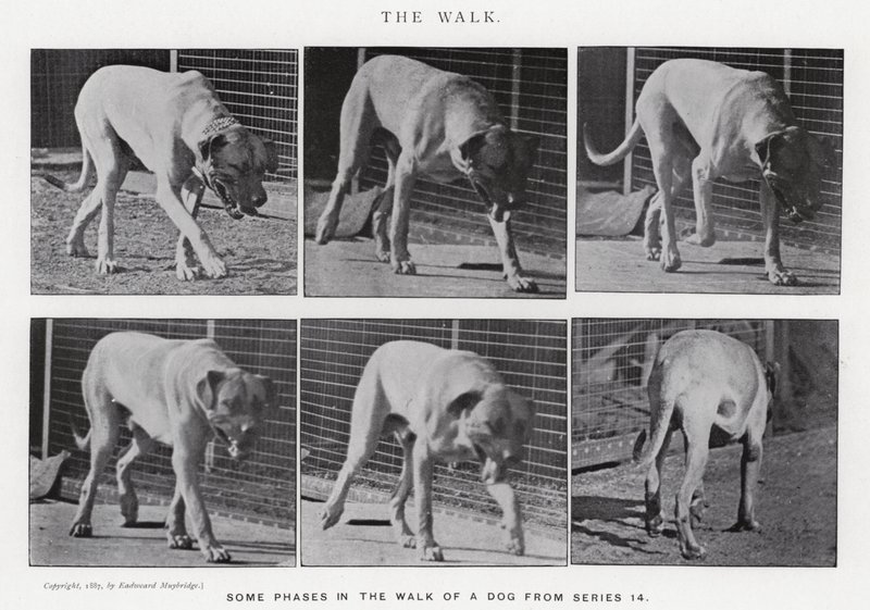 Eadweard Muybridge: The Walk (s/hvitt-bilde) av Eadweard Muybridge
