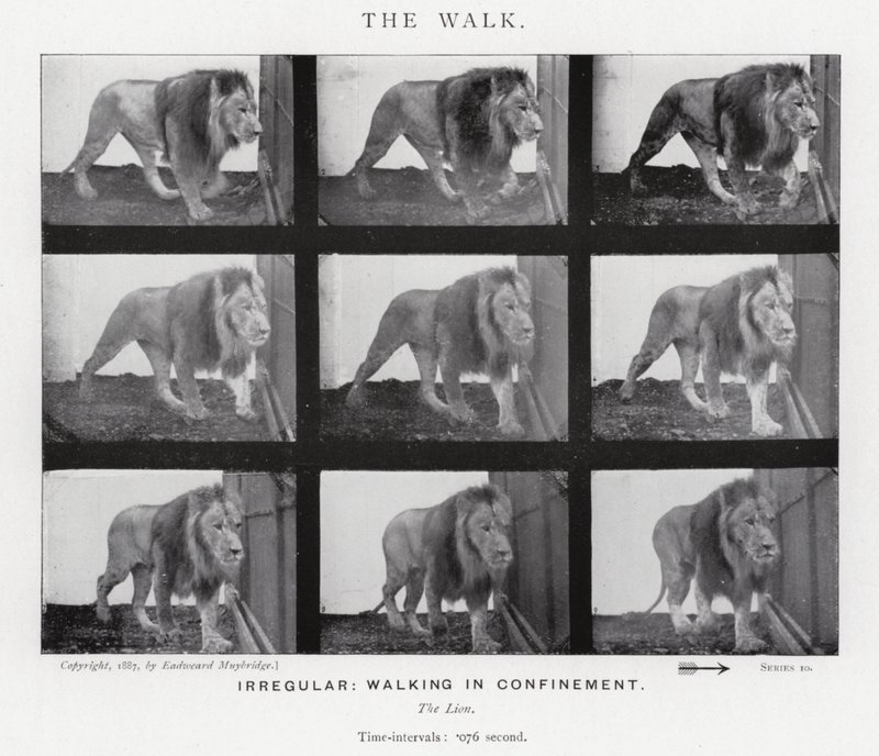 Eadweard Muybridge: The Walk (s/hvitt-bilde) av Eadweard Muybridge