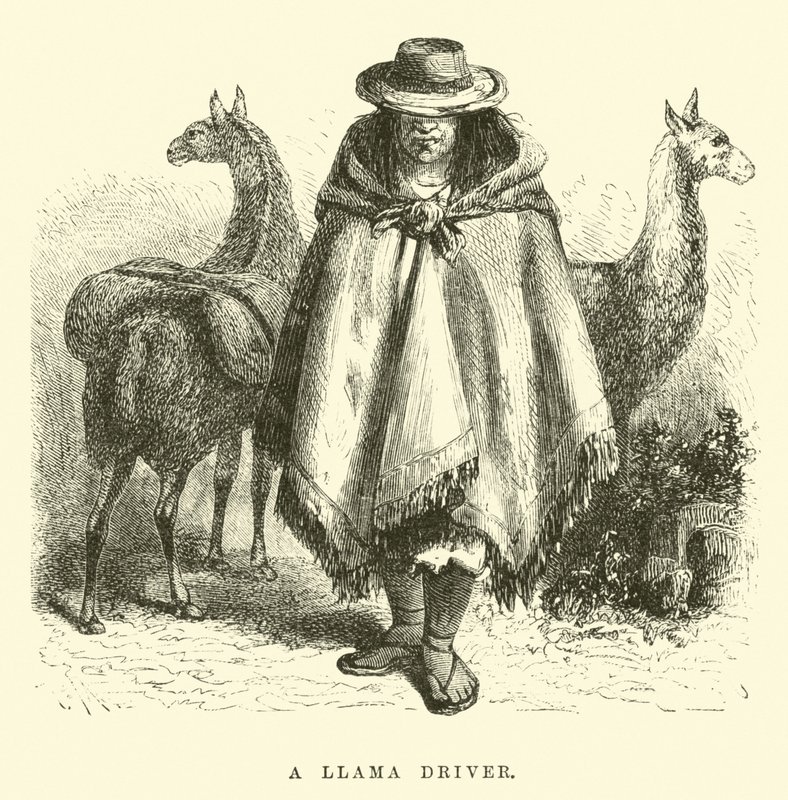 En lama-sjåfør av Edouard Riou