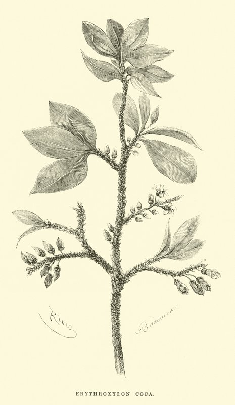 Erythroxylon coca av Edouard Riou