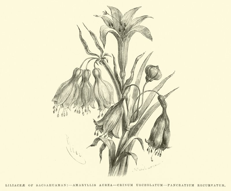 Liliaceae av Sacsahuaman, Amaryllis aurea, Crinum urceolatum, Pancratium recurvatum av Edouard Riou