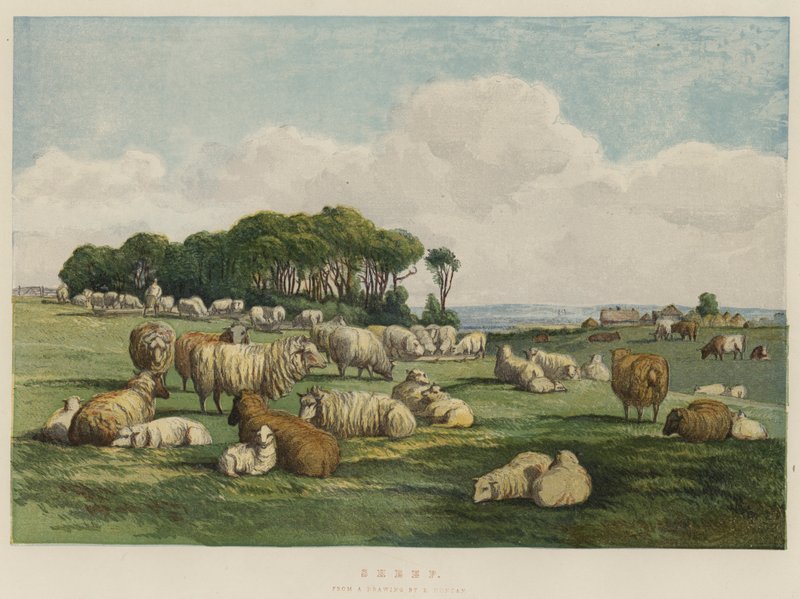 Sau (chromolitho) av Edward Duncan
