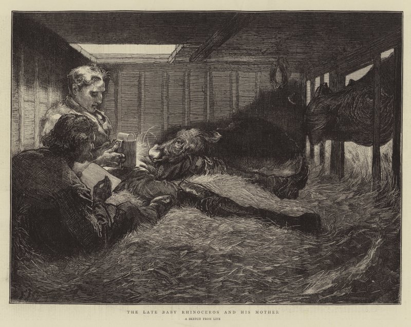 The Late Baby Rhinoceros og hans mor av Edward John Gregory