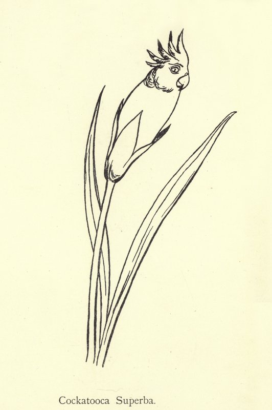 Kakaduka Superba av Edward Lear