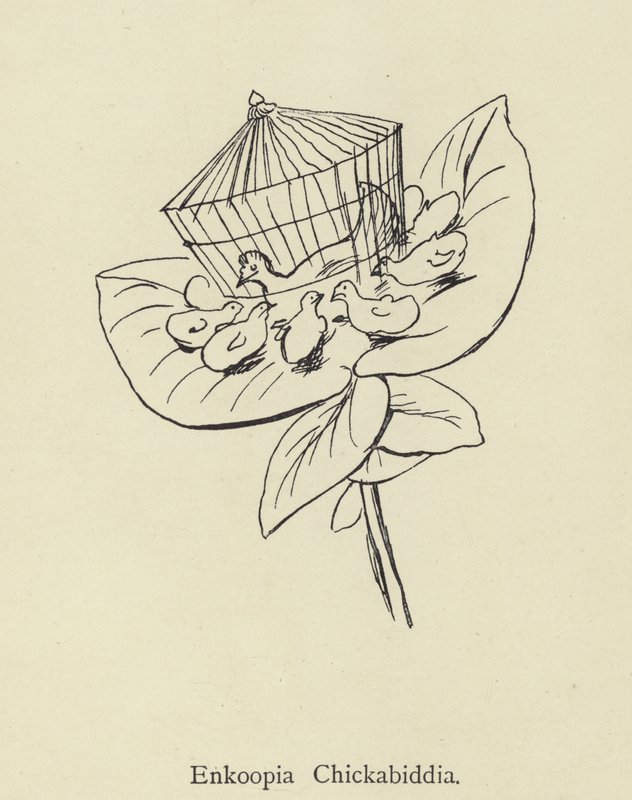 Enkoopia Chickabiddia av Edward Lear