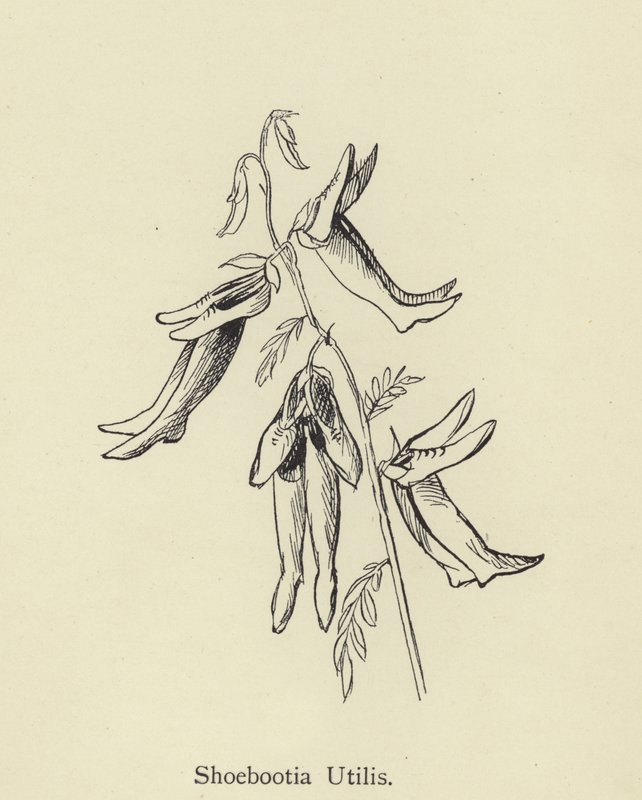 Shoebootia Utilis av Edward Lear