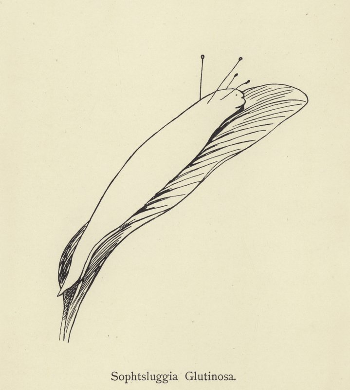 Sophtsluggia Glutinosa av Edward Lear
