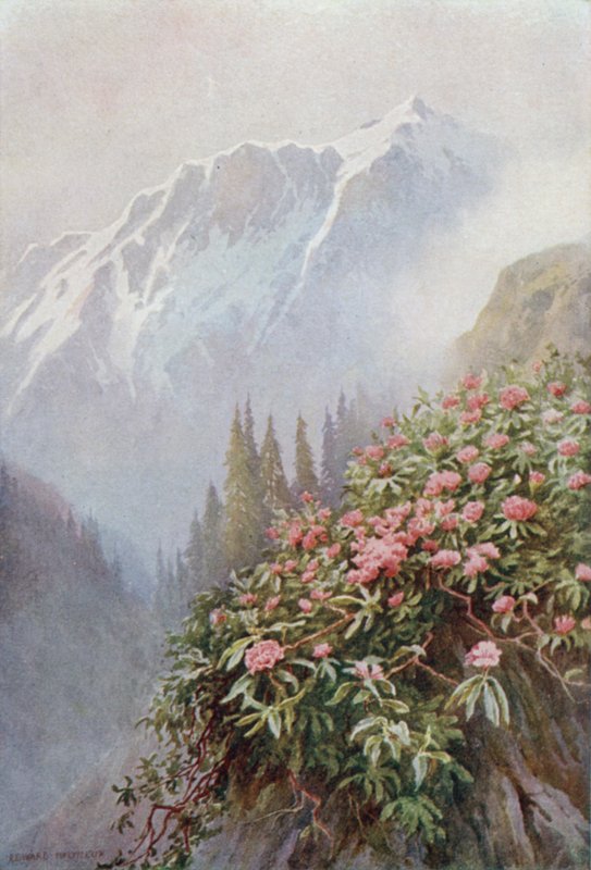 Vill Rhododendron av Edward Mary Joseph Molyneux